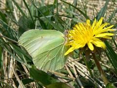 2 Brimstone